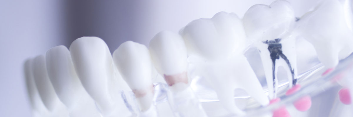 Teeth model showing root of tooth